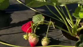 VIDEO De 1 decembrie am putea avea pe masă căpșune românești. Vremea ține cu fermierii din România